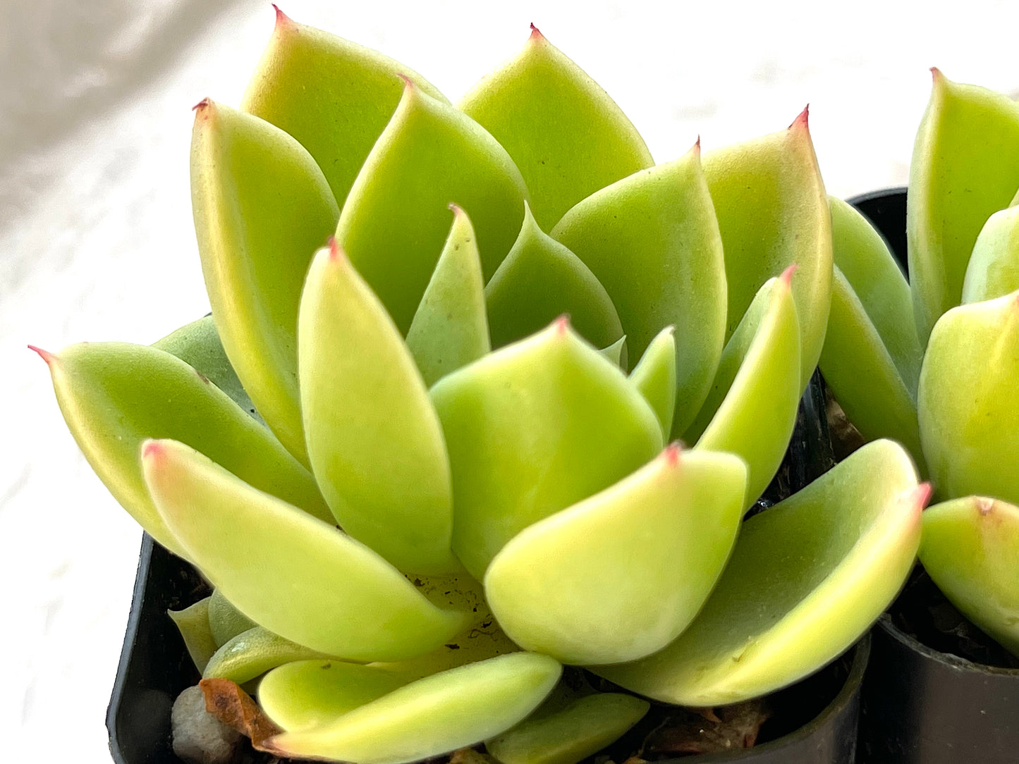 Echeveria Blue Atoll