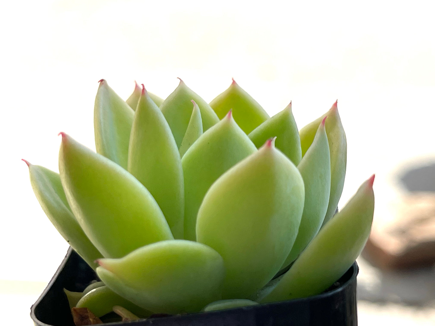 Echeveria Blue Atoll