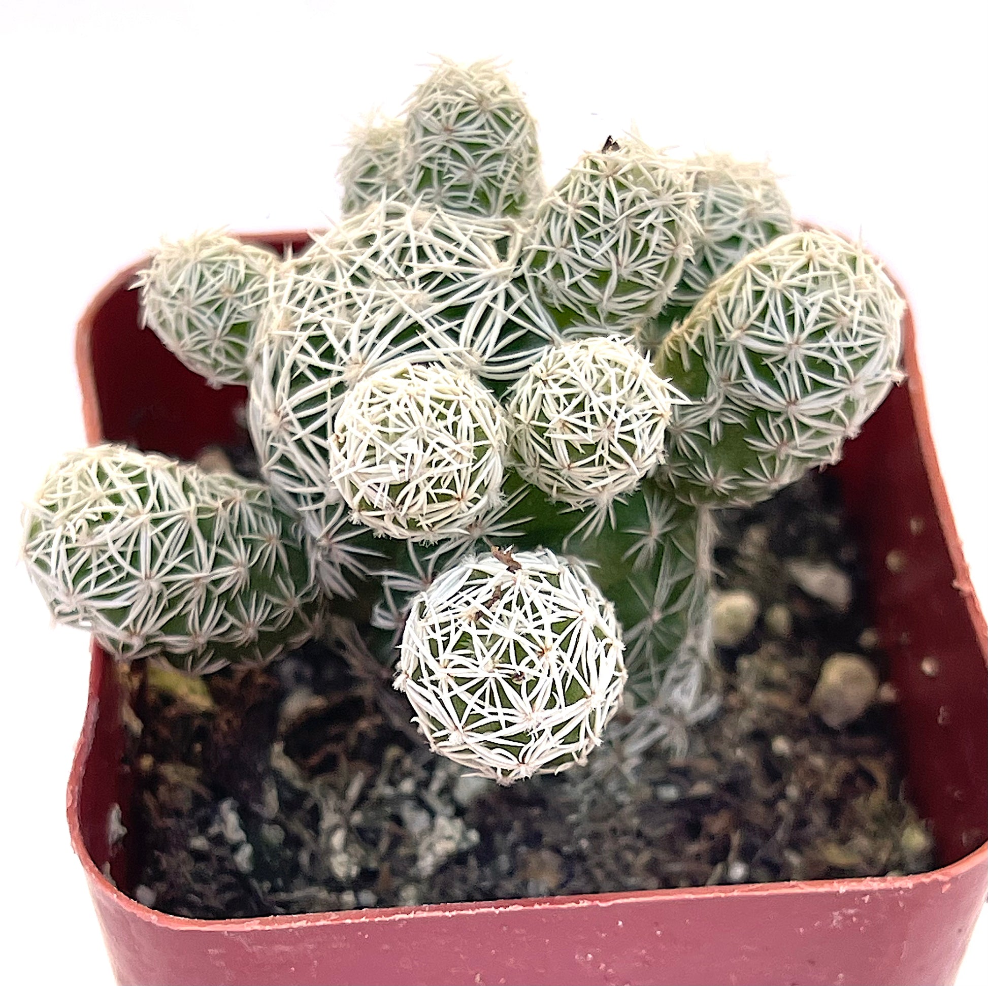 Mammillaria Gracilis Fragilis-SEAH