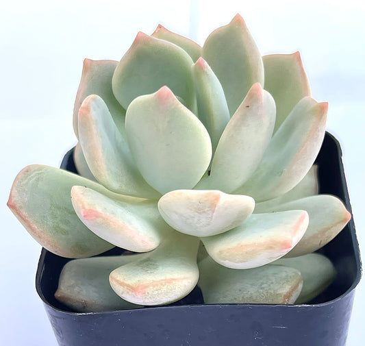 Echeveria Moonglow-SEAH