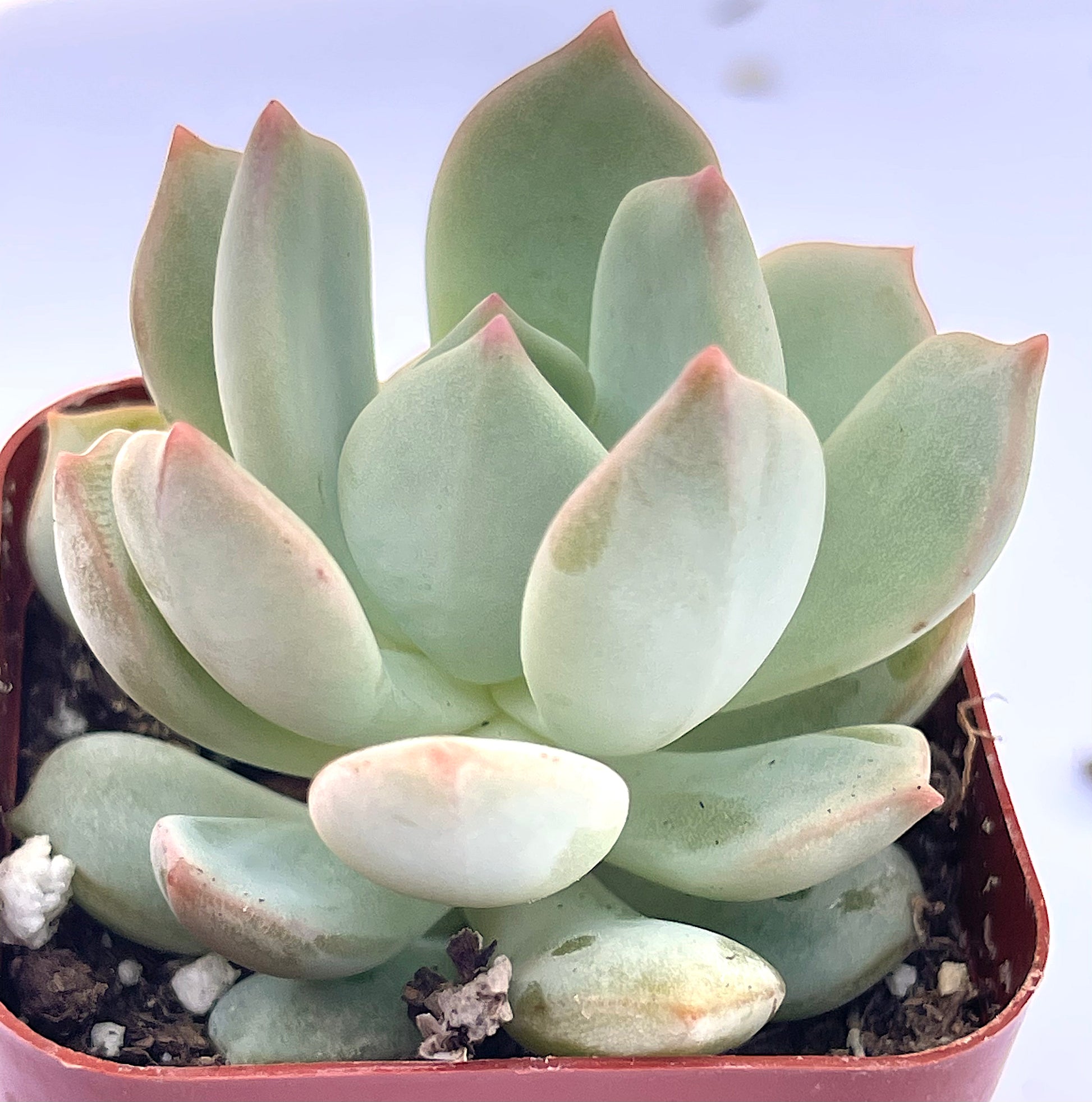 Echeveria Moonglow-SEAH