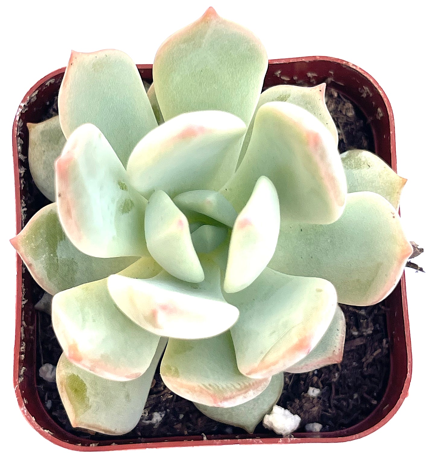 Echeveria Moonglow-SEAH