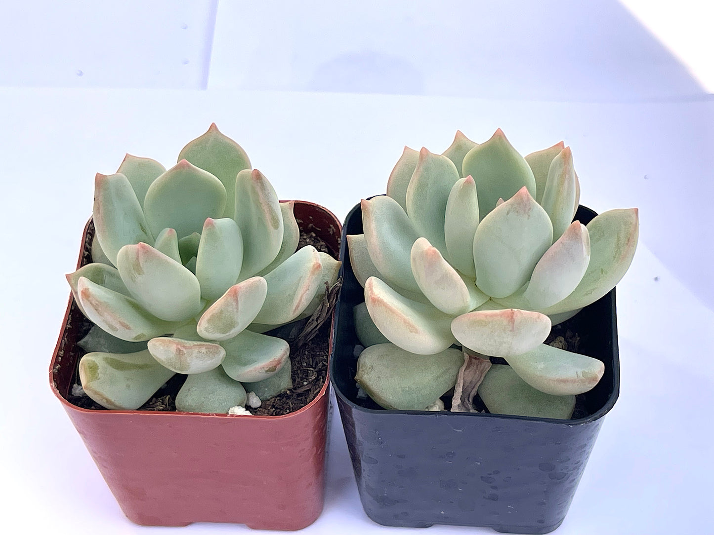 Echeveria Moonglow-SEAH