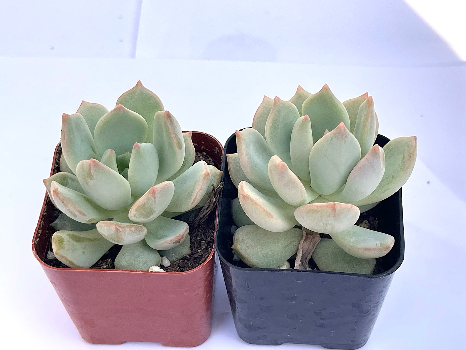 Echeveria Moonglow-SEAH