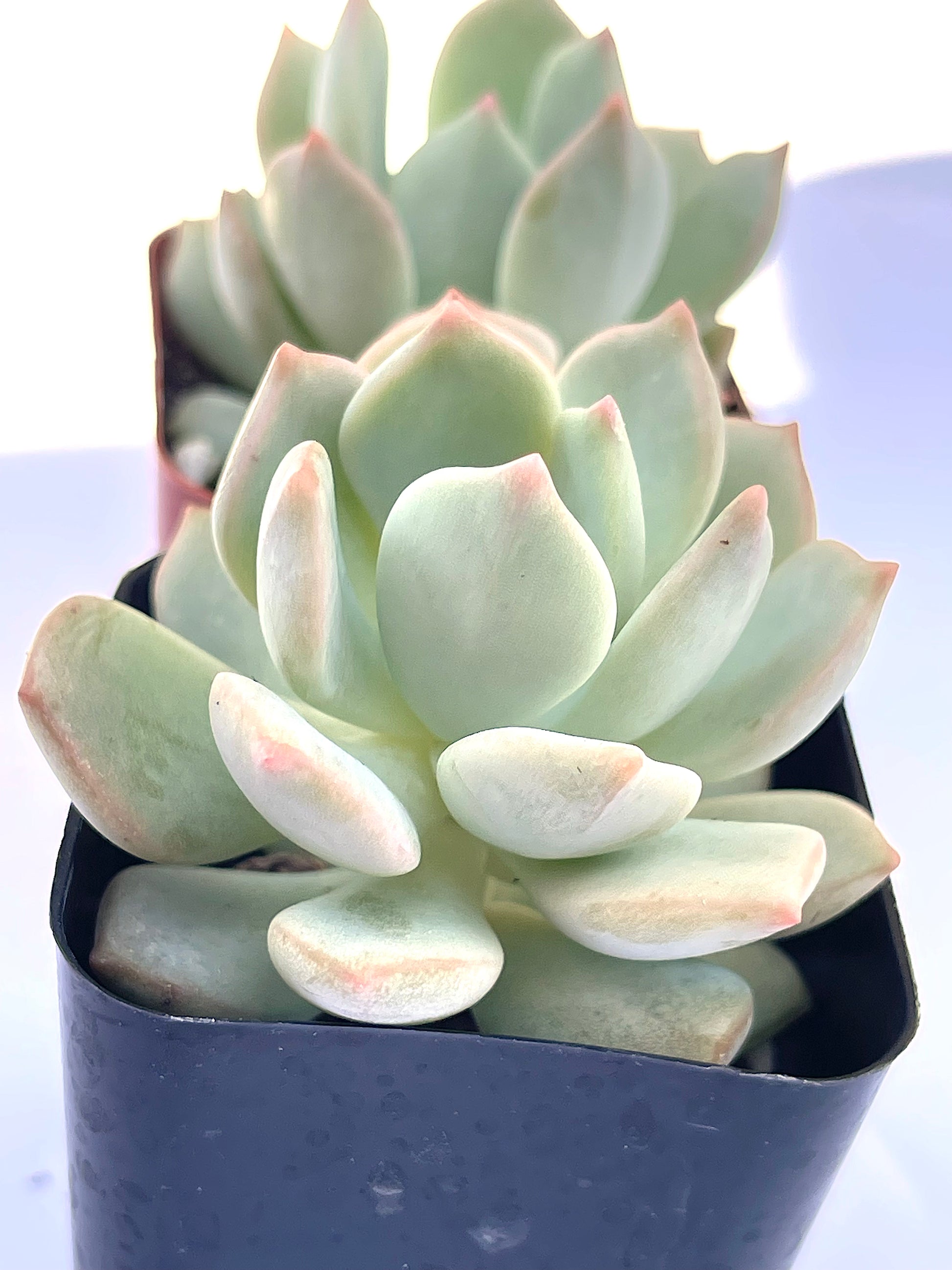 Echeveria Moonglow-SEAH