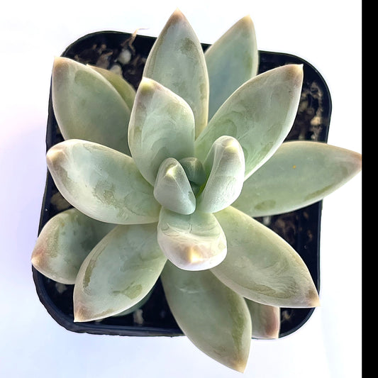 Little Jewels Pachyveria (Pachyveria glauca 'Little Jewels') live succulent plant