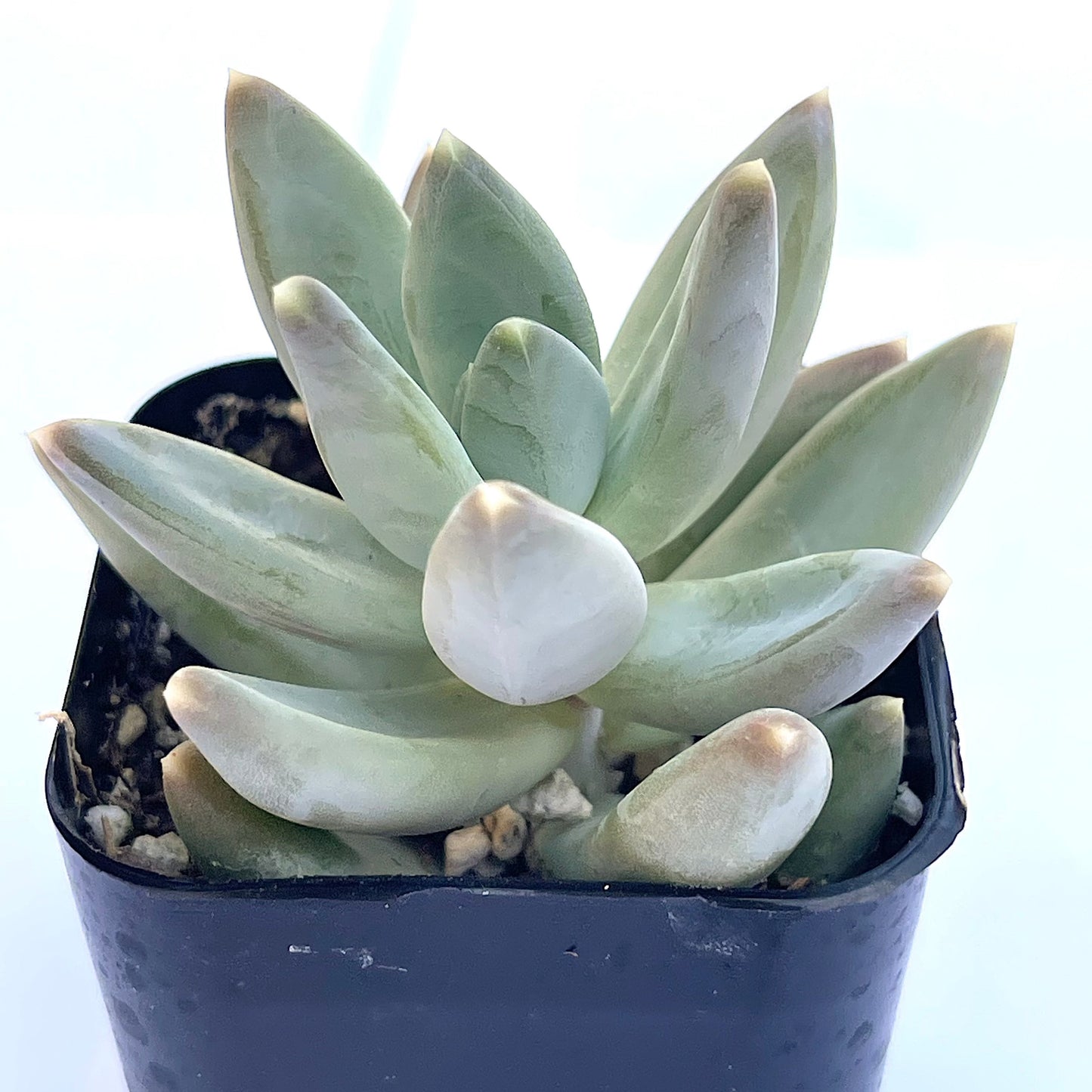 Pachyveria glauca Little Jewels