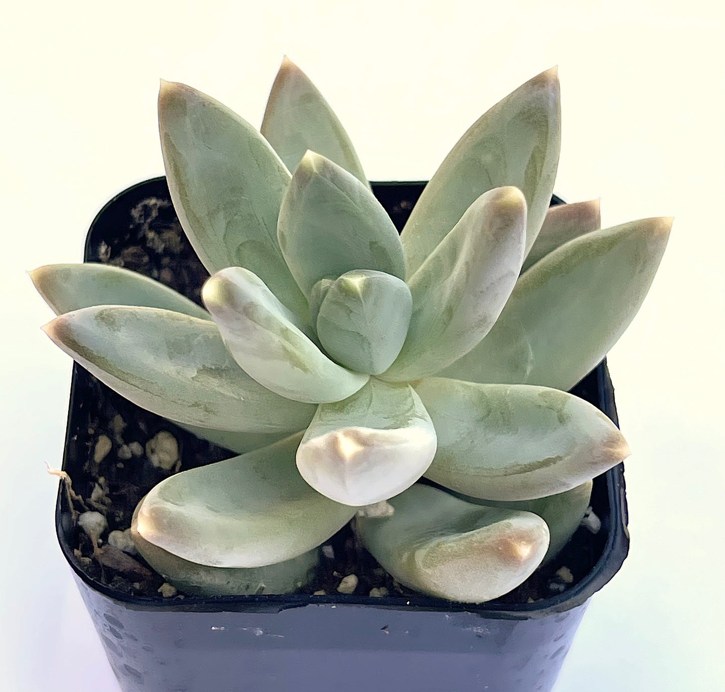 Pachyveria glauca Little Jewels