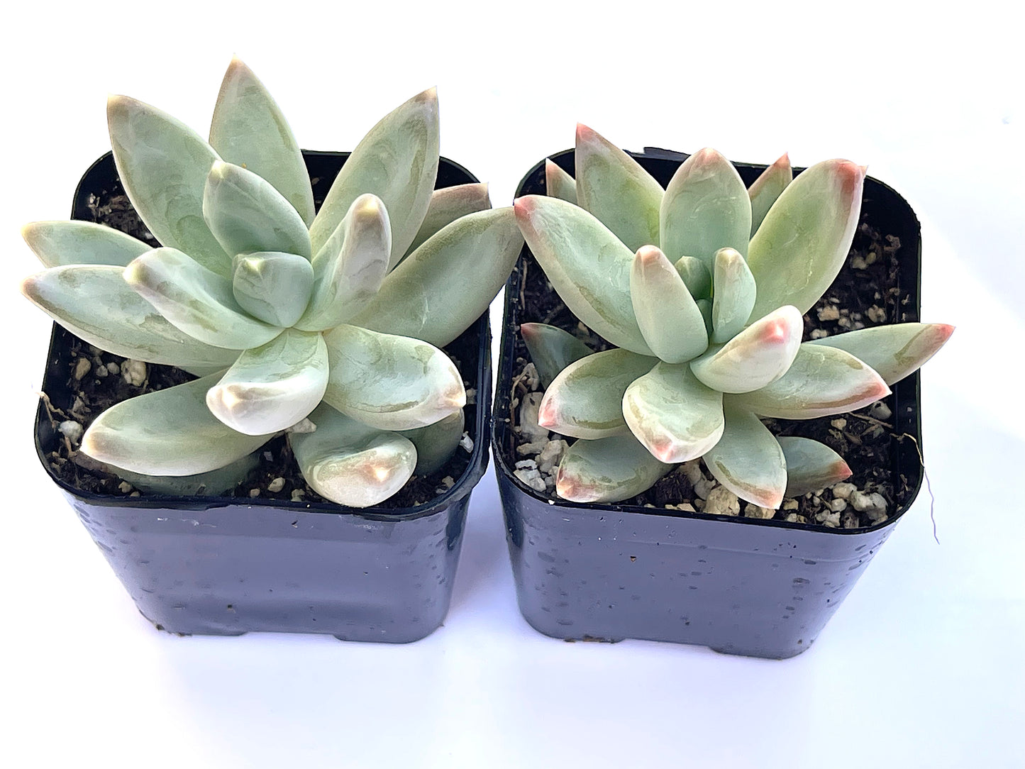 Pachyveria glauca Little Jewels