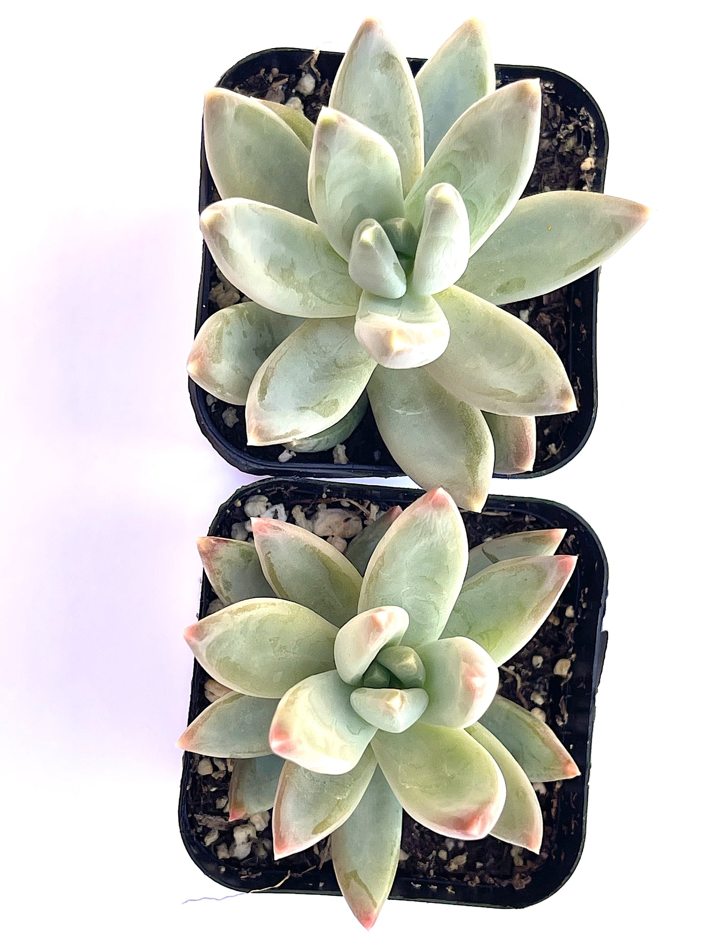 Pachyveria glauca Little Jewels