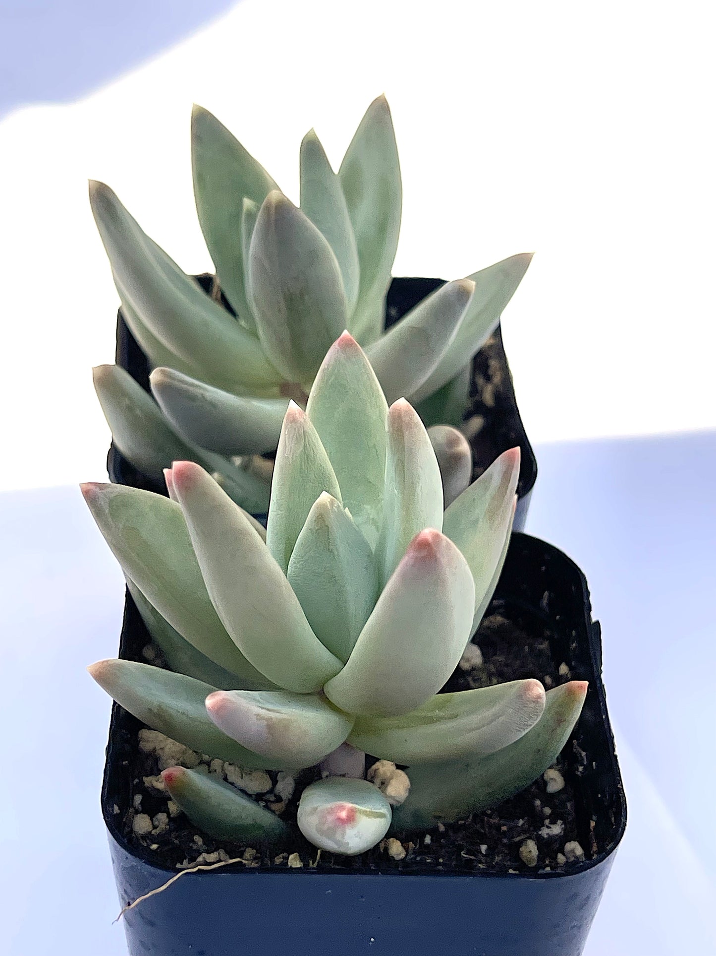 Pachyveria glauca Little Jewels