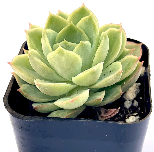Lime and Chile Echeveria (Echeveria 'Lime n' Chile') live succulent plant