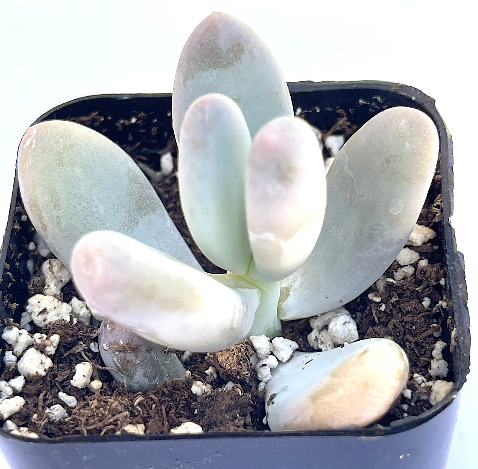 pachyphytum oviferum - Lavender Pebbles-SEAH