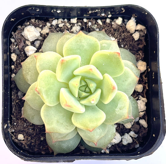 Painted Lady Echeveria (Echeveria 'Painted Lady') live succulent plant