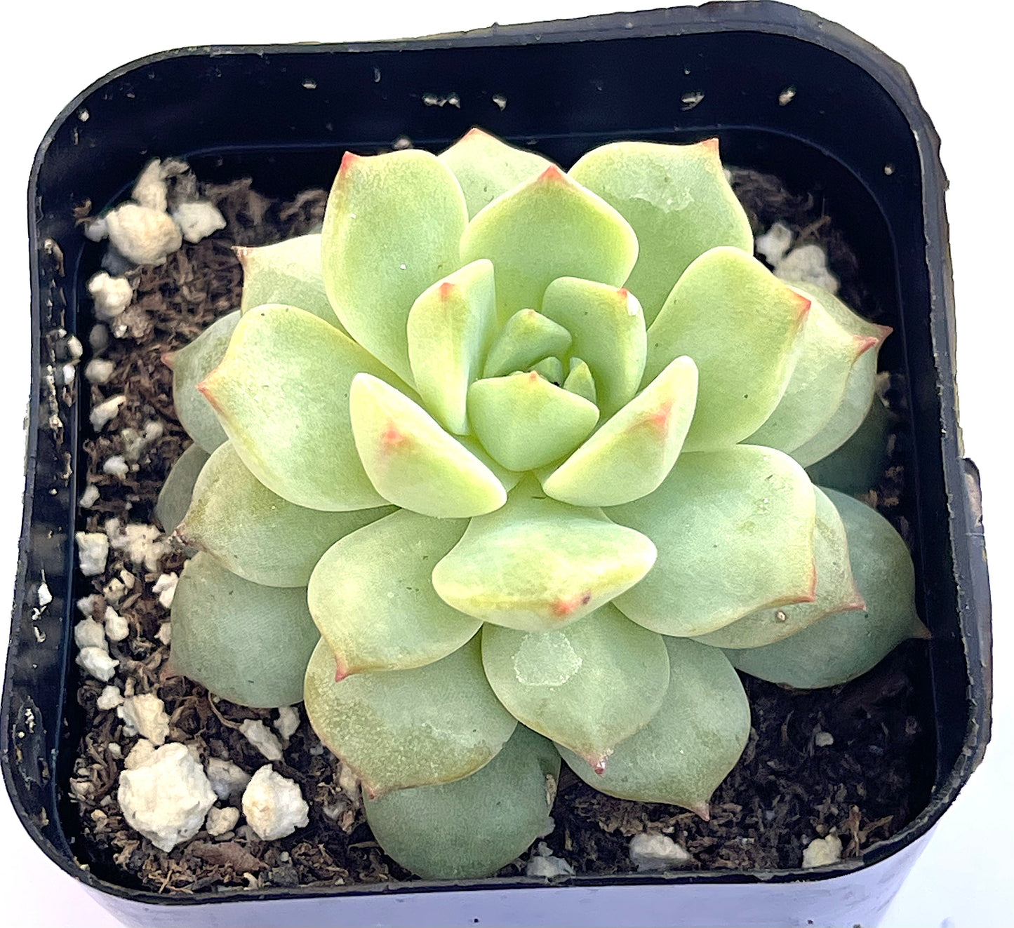 Echeveria - Painted Lady-SEAH