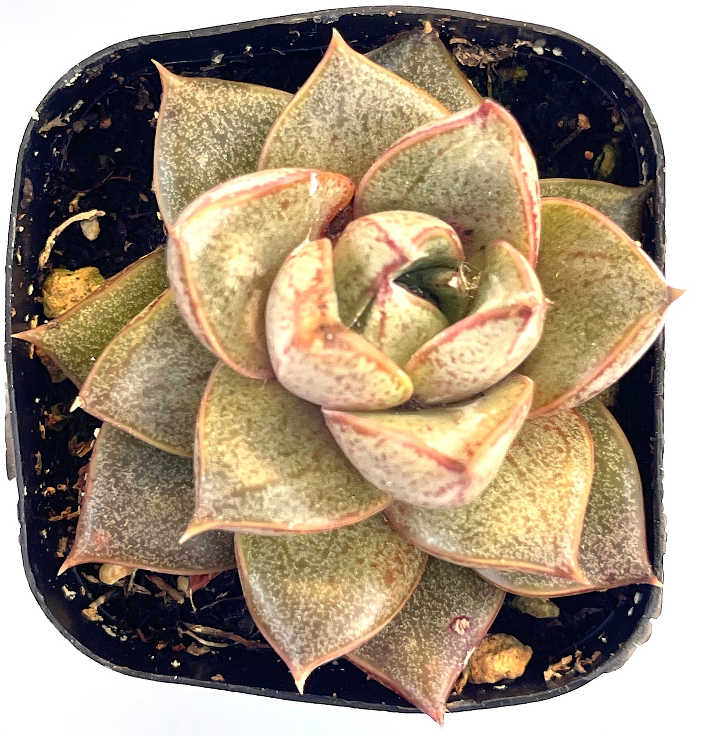 Echeveria Purpusorum-SEAH