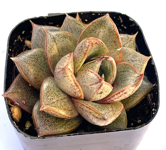 Purpusorum Echeveria (Echeveria purpusorum) live succulent plant