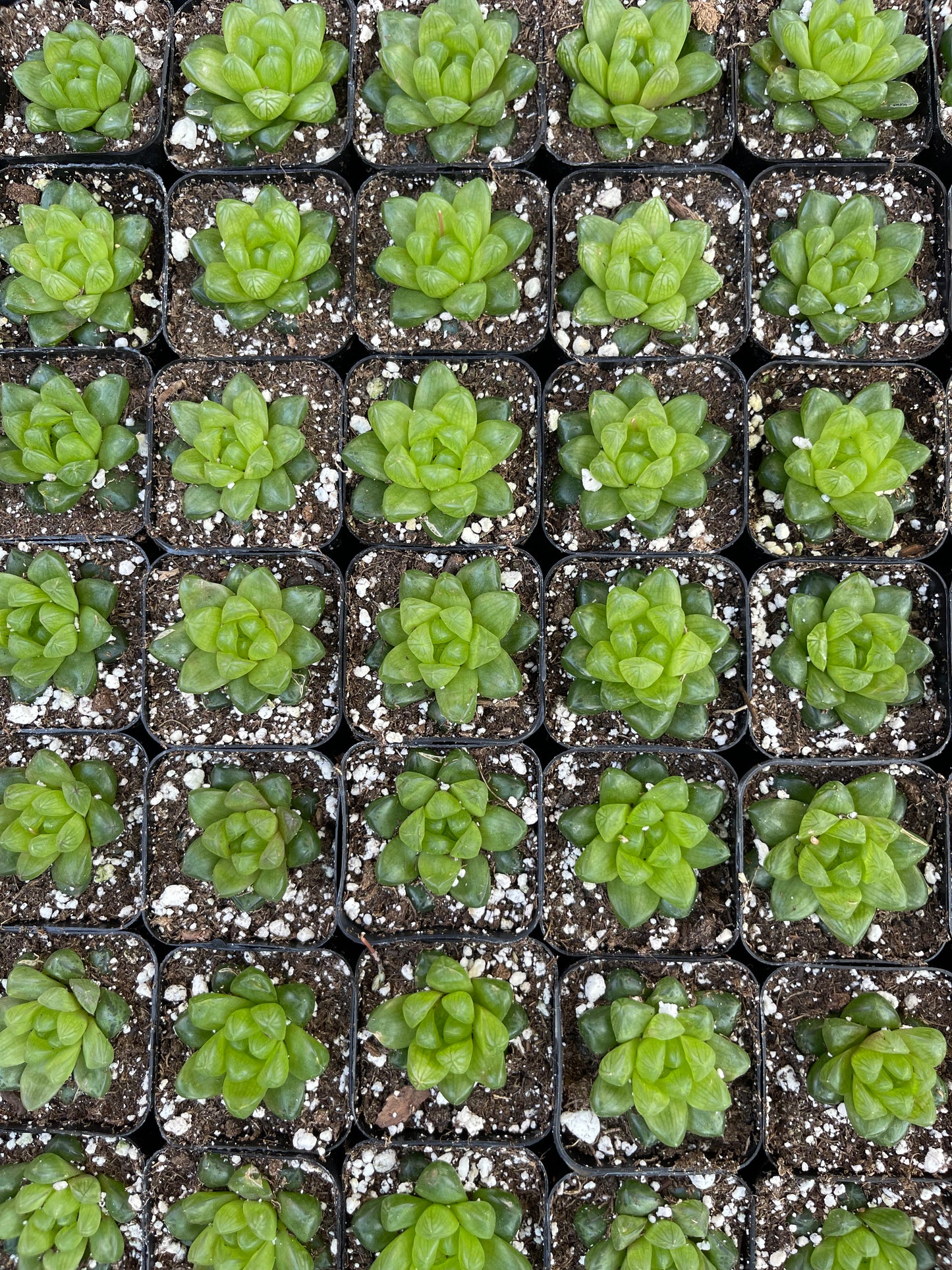 haworthia cymbiformis var. obtusa-SEAH