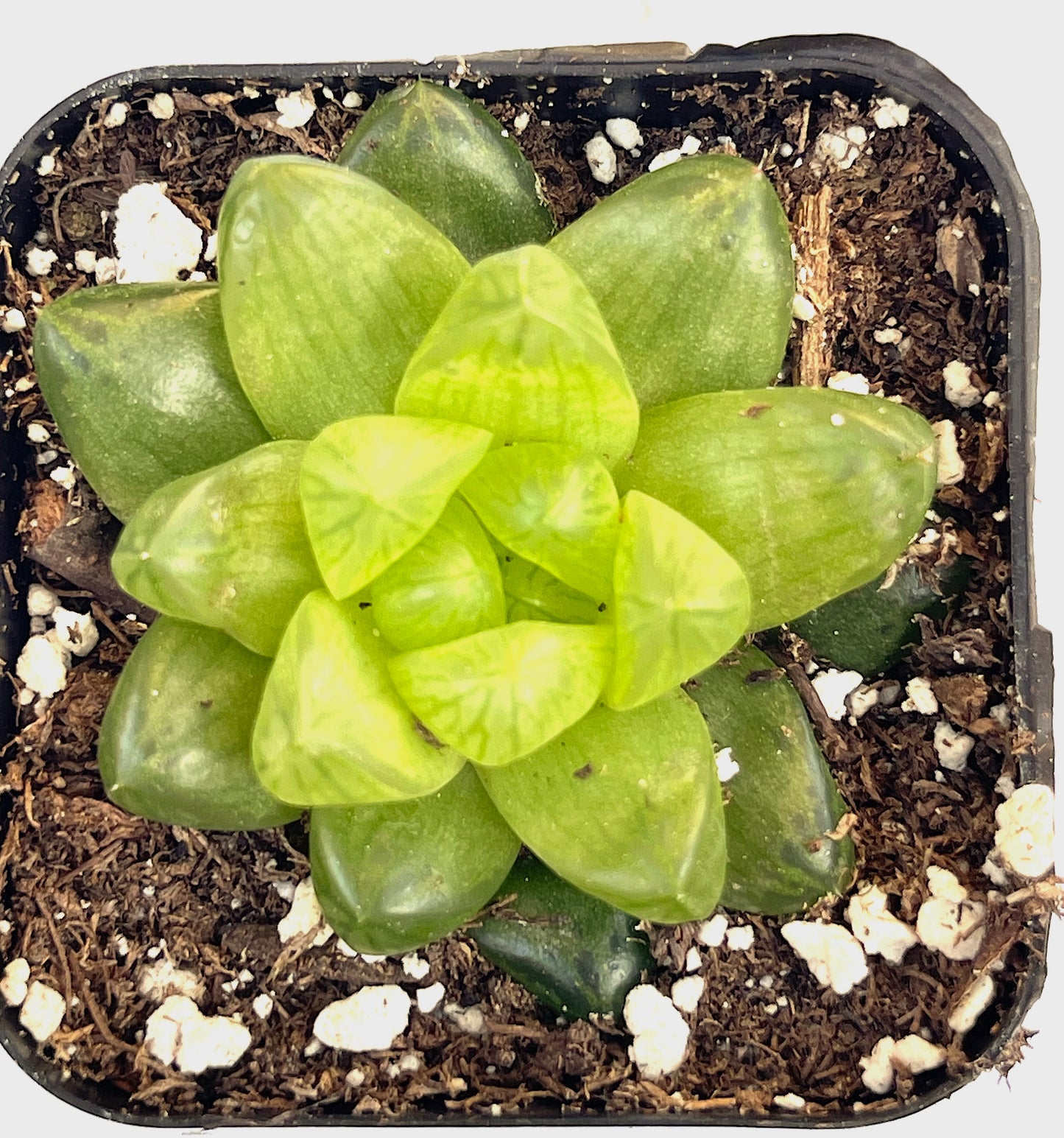 haworthia cymbiformis var. obtusa-SEAH