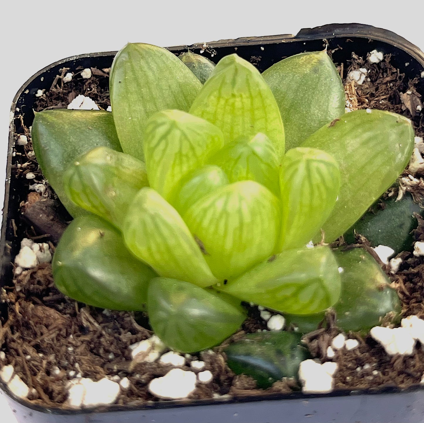 haworthia cymbiformis var. obtusa-SEAH