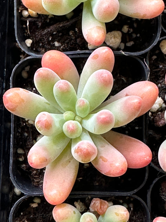 Sedum pachyphyllum - Blue Jelly Bean-SEAH