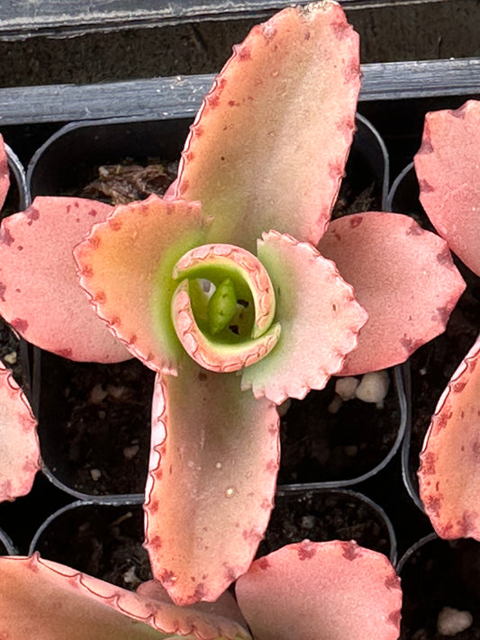 Kalanchoe daigremontiana live succulent plant