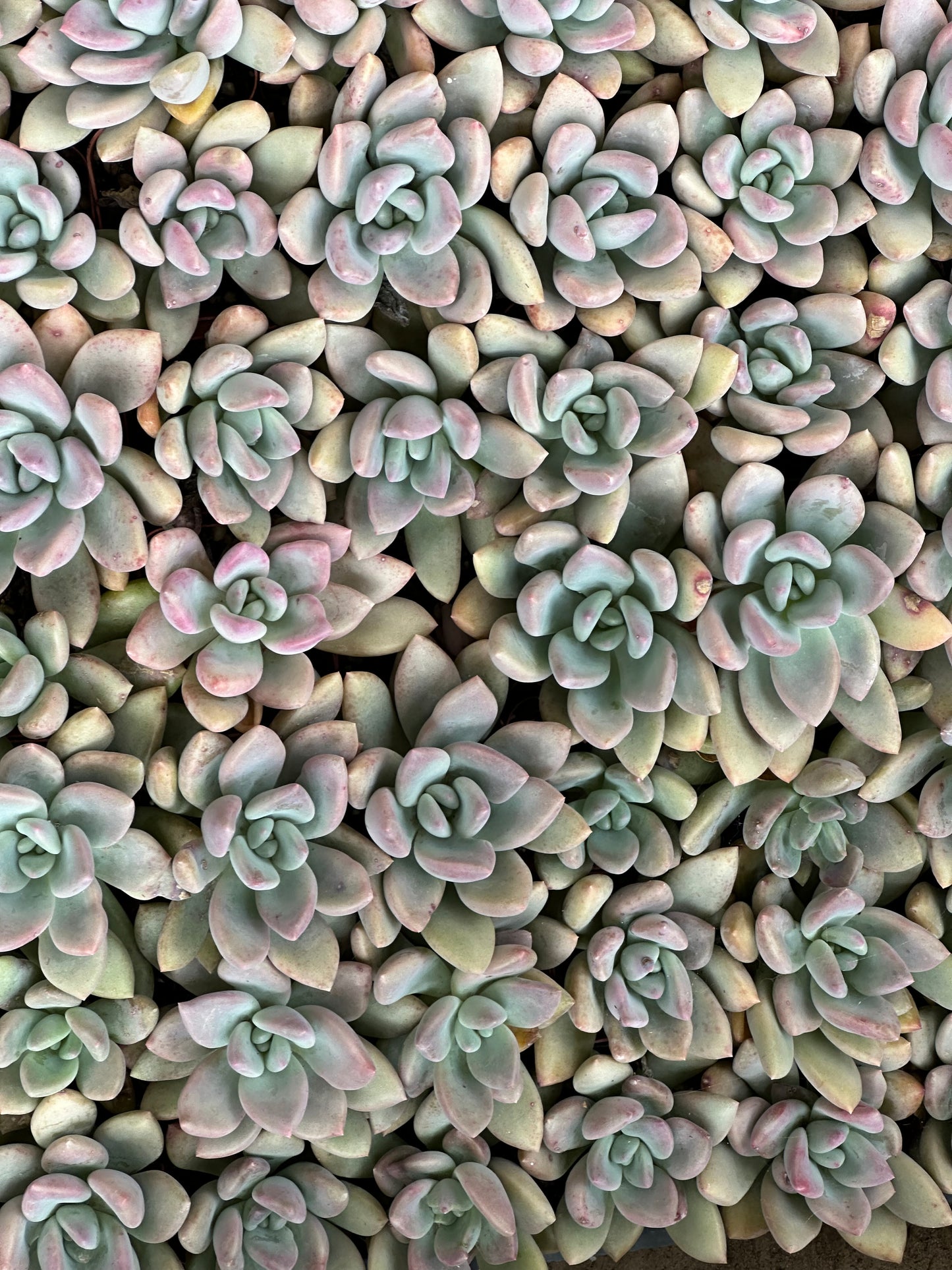 Pachyphytum - Blue Haze-SEAH