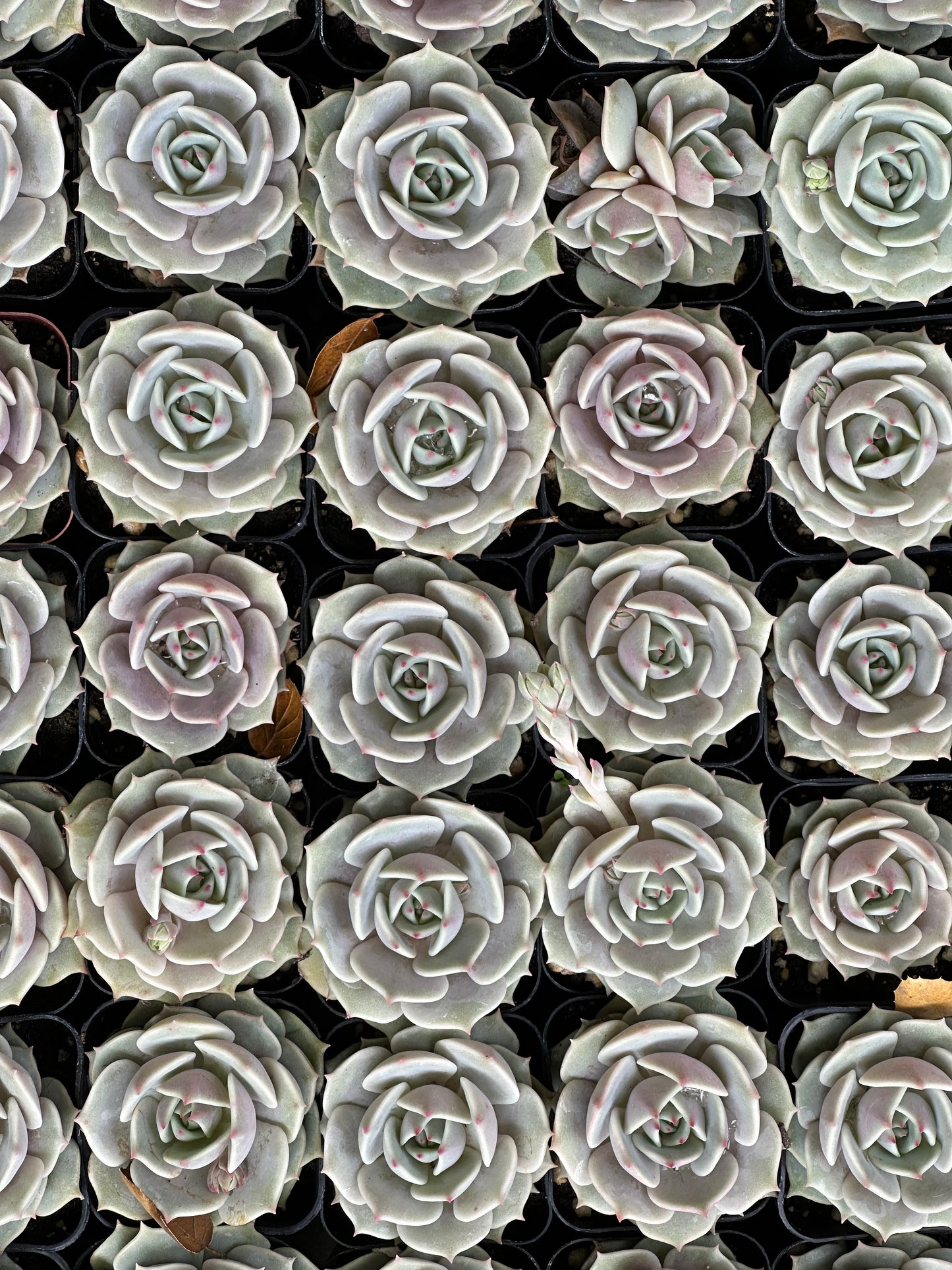 Echeveria - Lola-SEAH