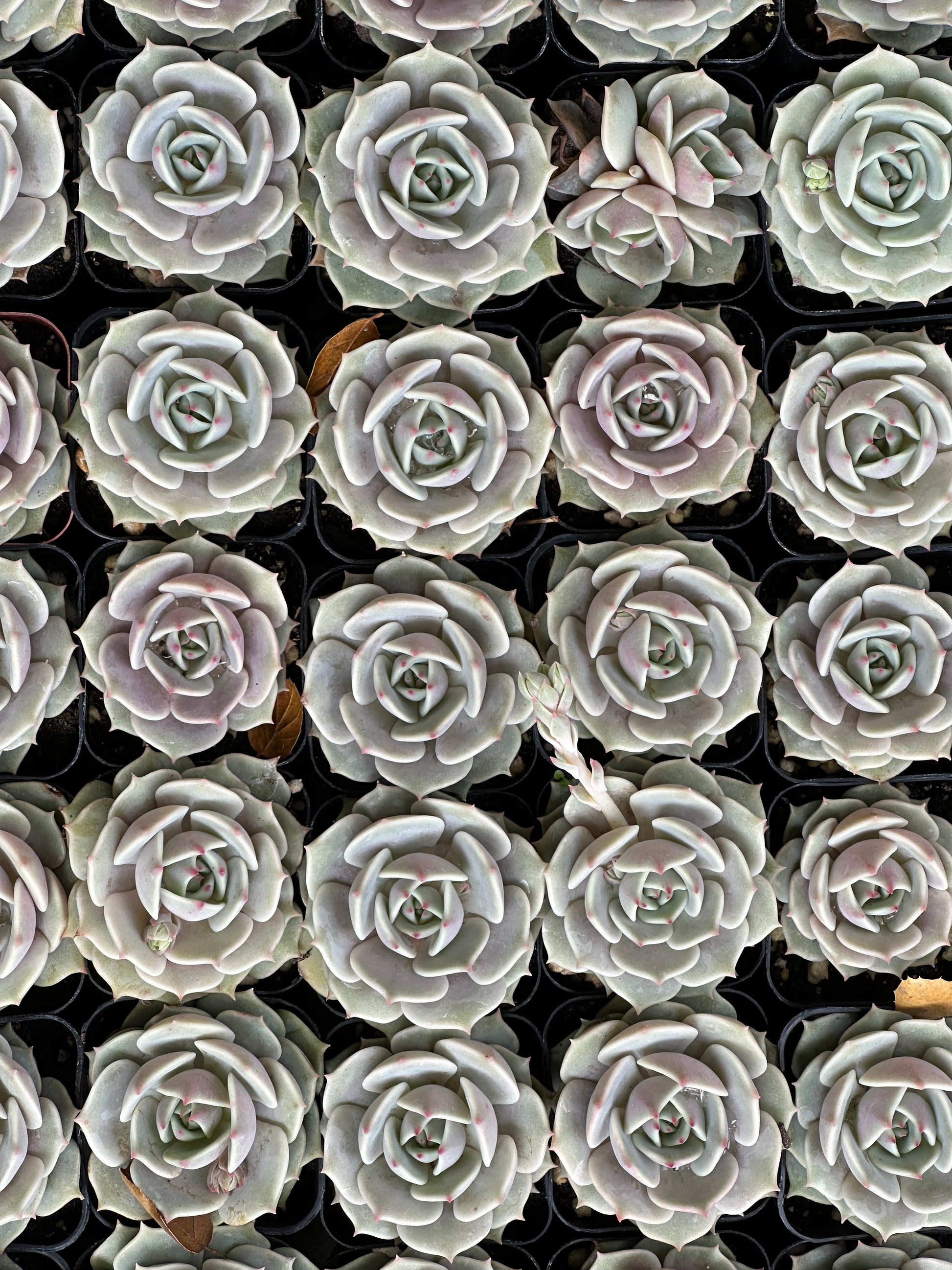 Echeveria - Lola-SEAH