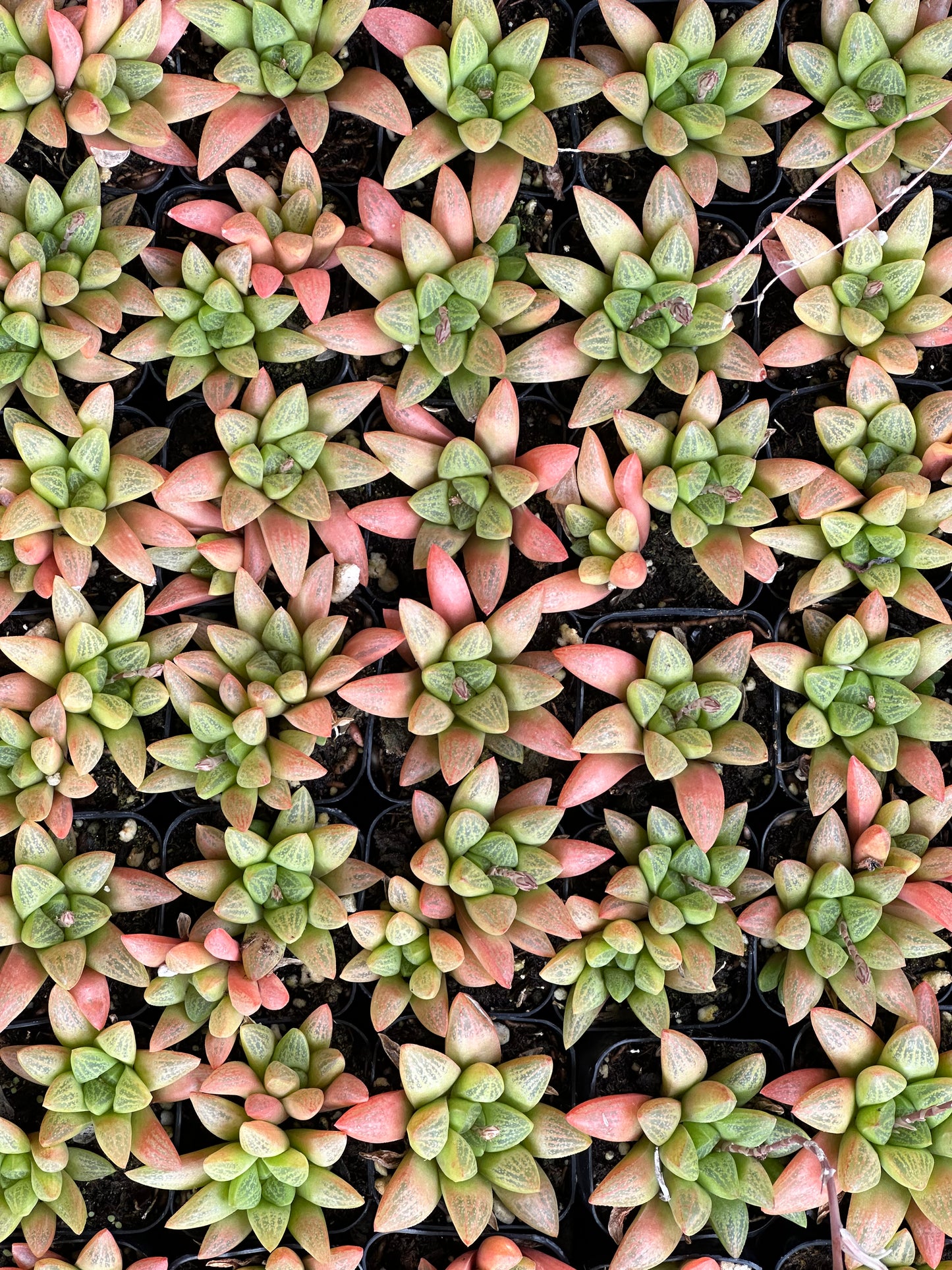 Haworthia turgida var. suberecta-SEAH