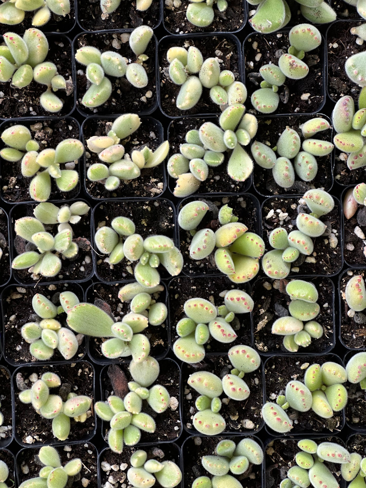 Cotyledon tomentosa - Bear's Paw-SEAH