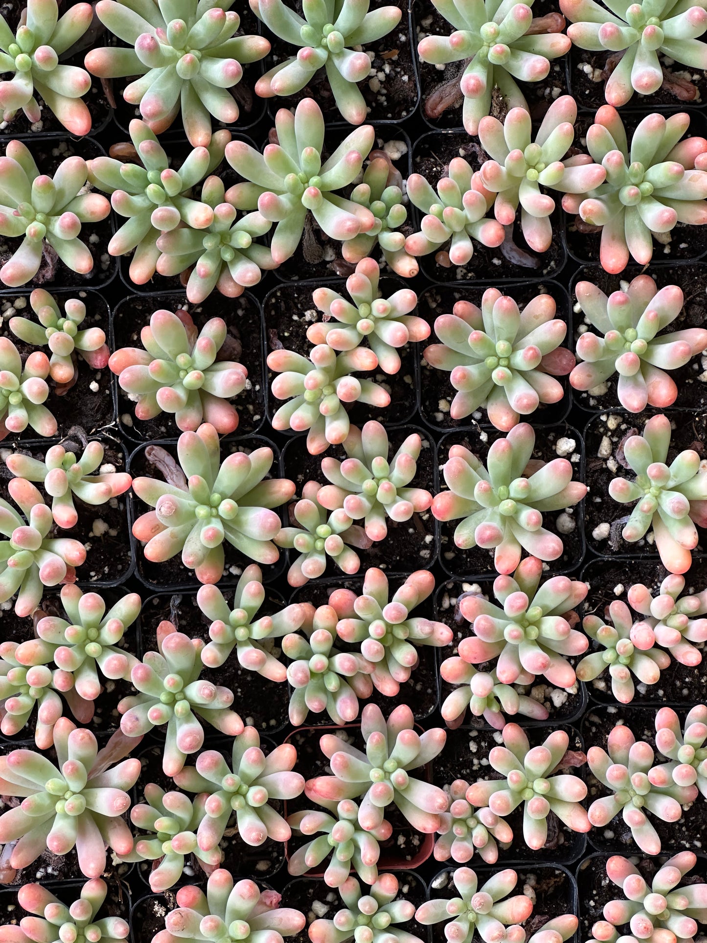 Sedum pachyphyllum - Blue Jelly Bean
