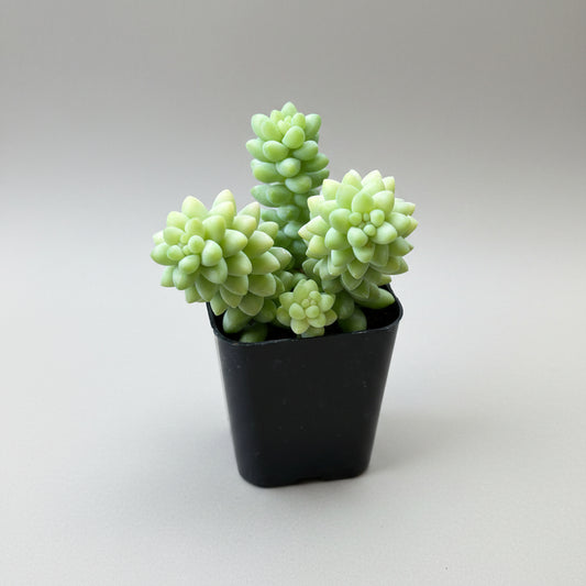 Burrito Sedum (Sedum morganianum) live succulent plant