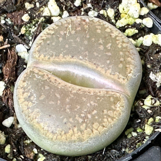 Living Stones Lithops (Lithops spp.) live succulent plant