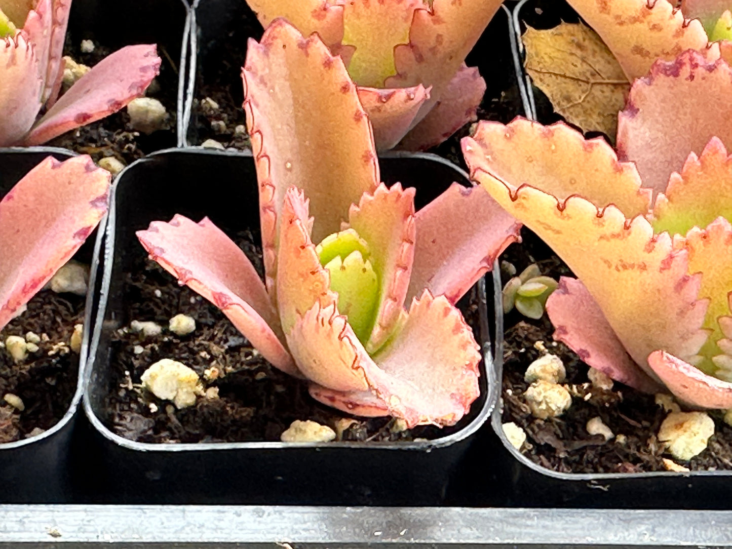 Kalanchoe daigremontiana-SEAH