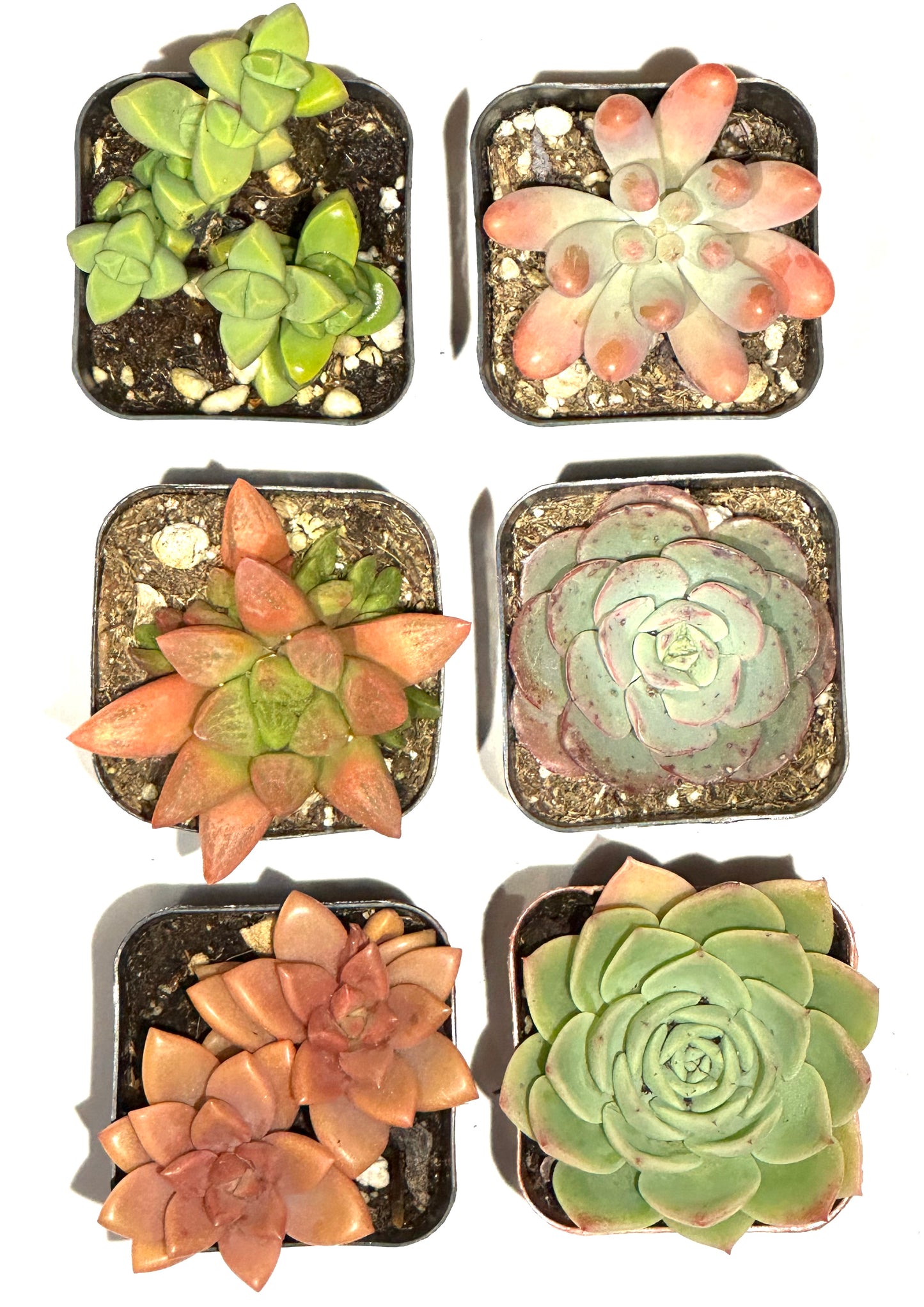 Succulents-Sets-6