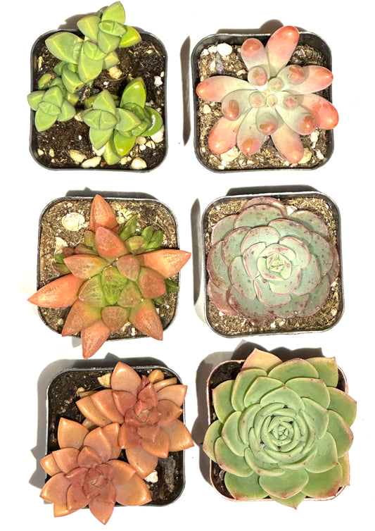 Succulents-Sets-6-SEAH