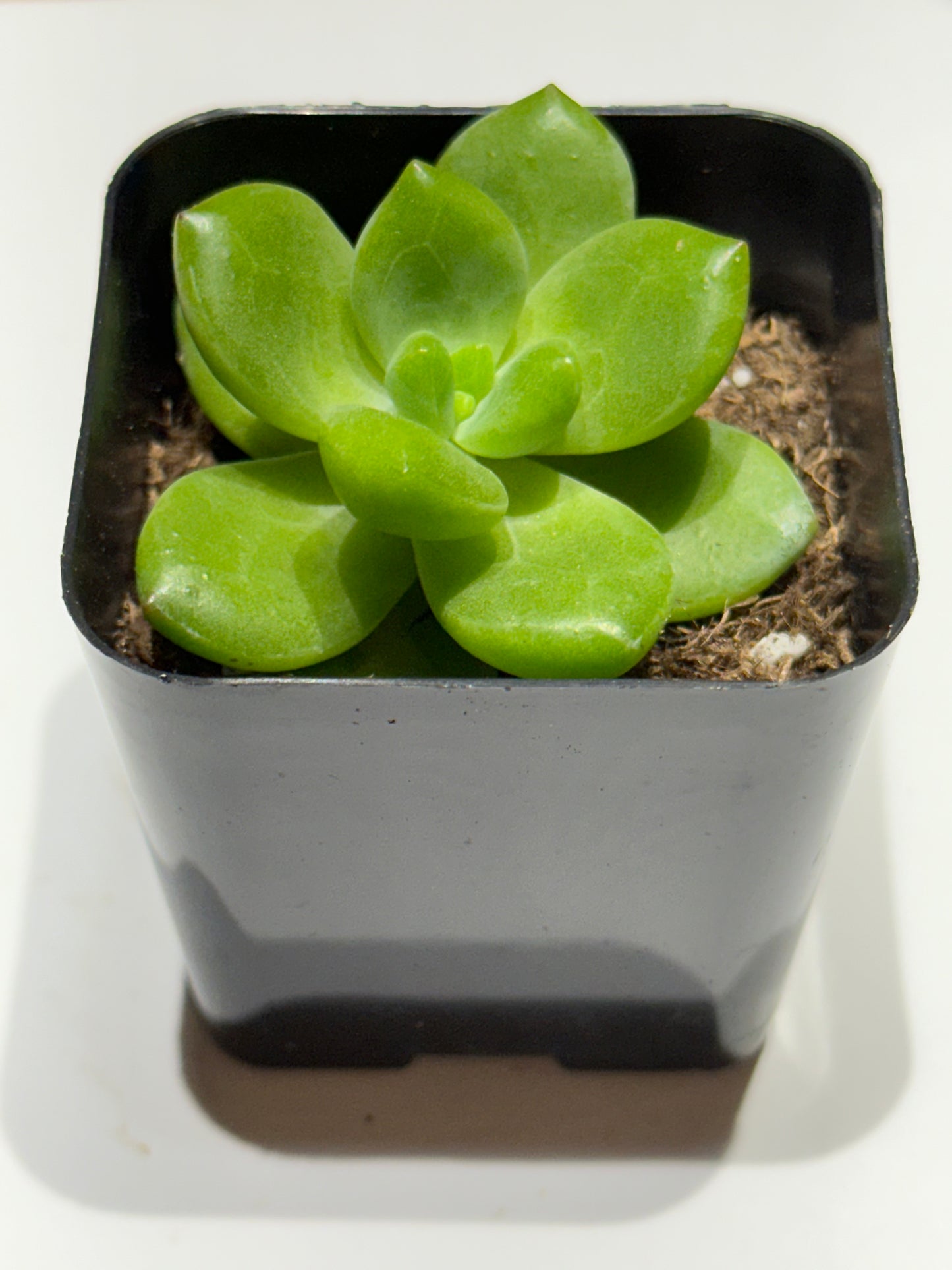 Sedum Alice Evans-SEAH