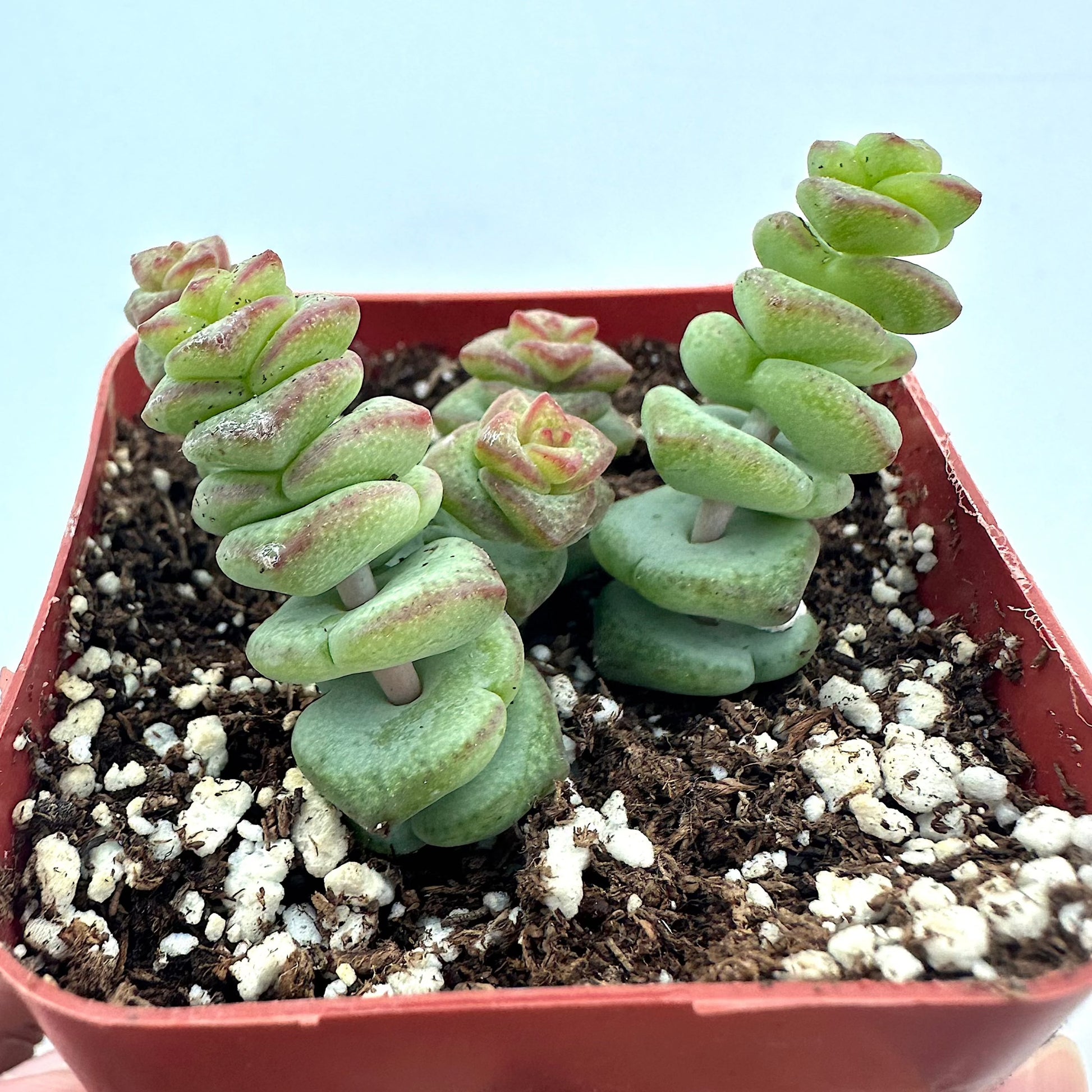 Crassula - Jade Necklace-SEAH