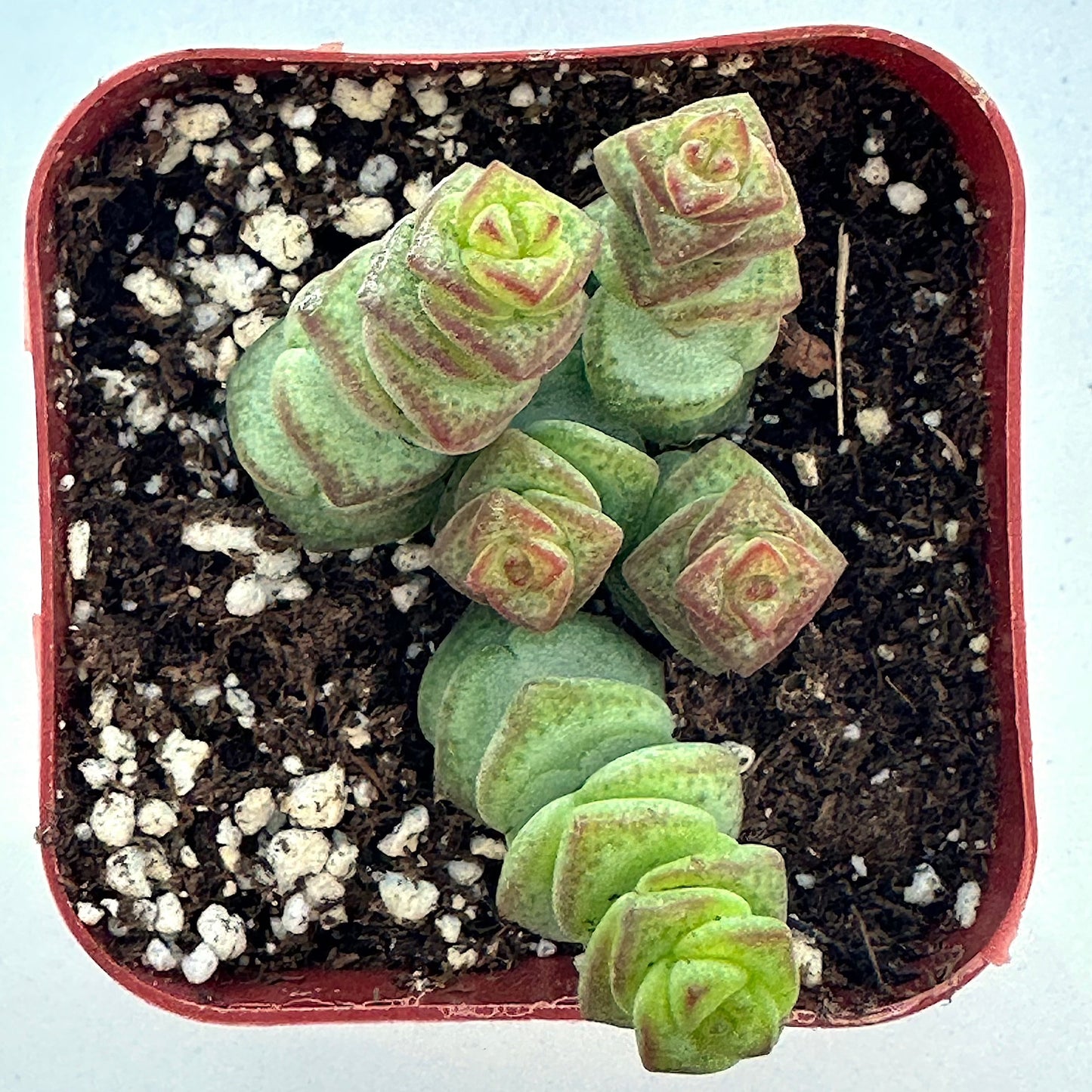 Crassula - Jade Necklace-SEAH
