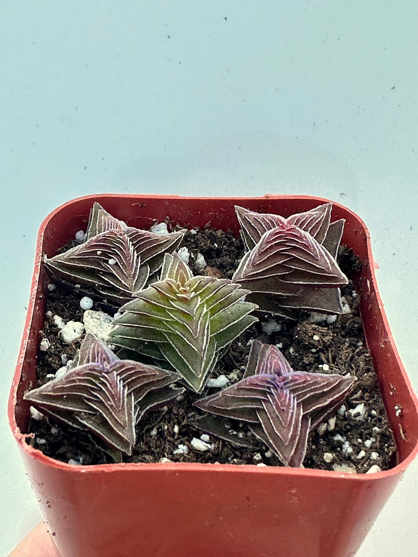 Crassula - Pagoda Village-SEAH