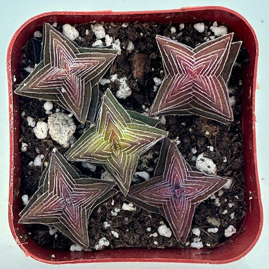 Pagoda Village Crassula (Crassula 'Pagoda Village') live succulent plant