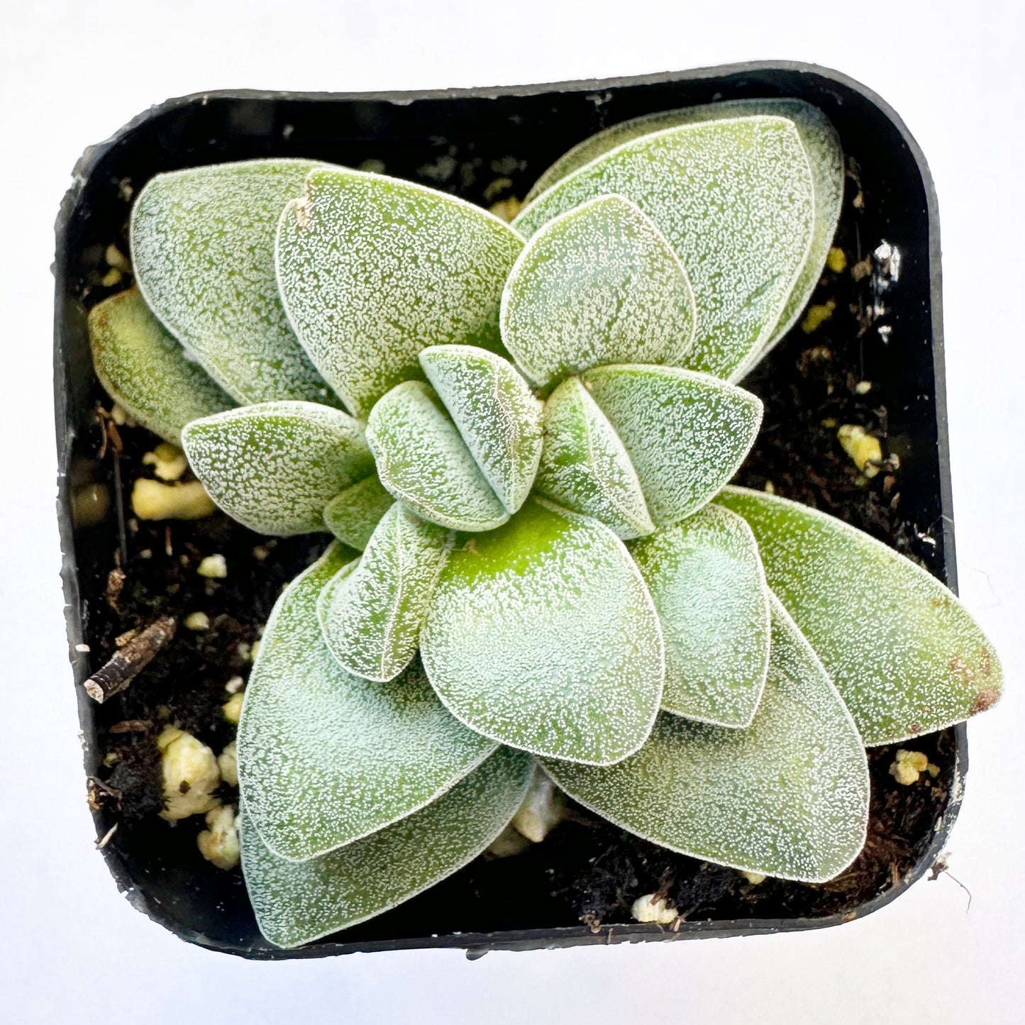 Crassula Morgan's Beauty-SEAH