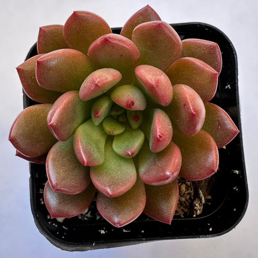Pink Ruby Sedeveria (Sedeveria 'Pink Ruby') live succulent plant