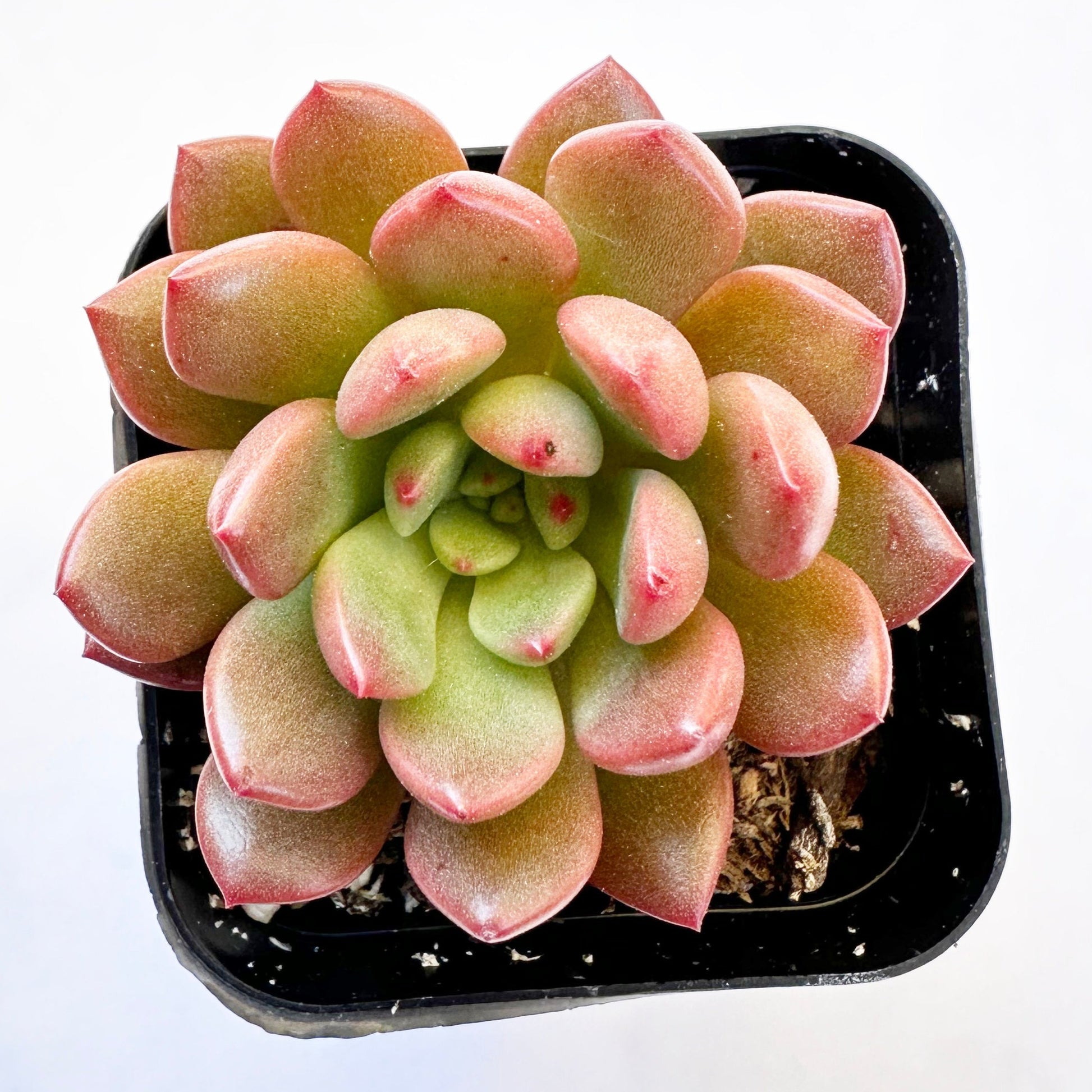 Sedeveria Pink Ruby-SEAH