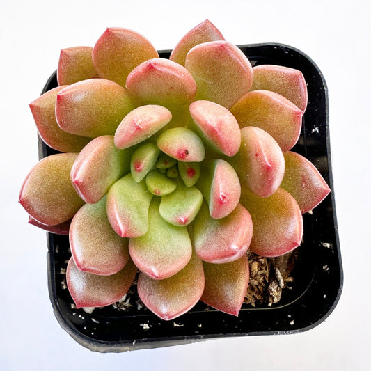 Sedeveria Pink Ruby-SEAH