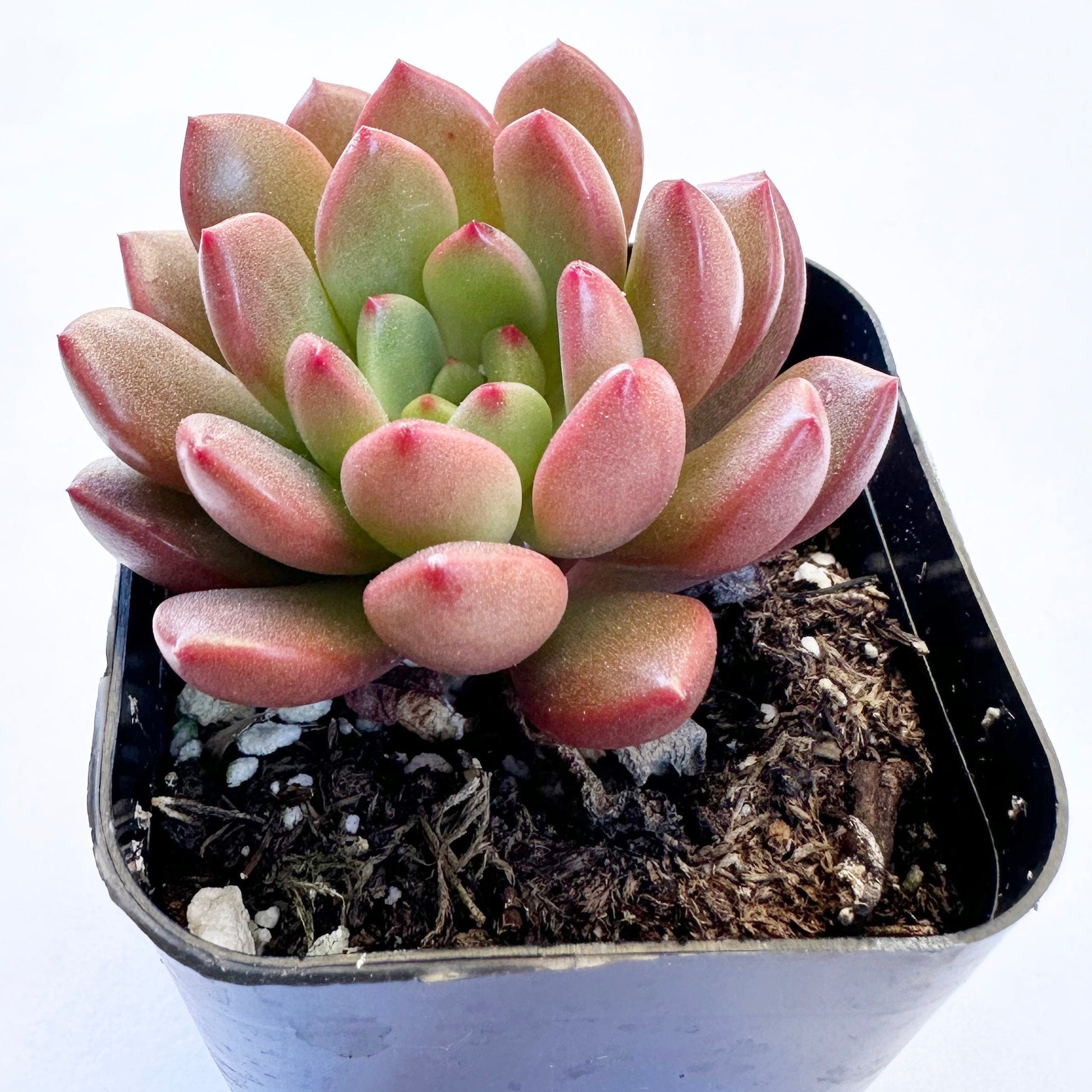 Sedeveria Pink Ruby-SEAH