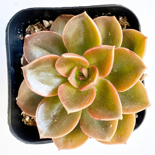 Melaco Echeveria (Echeveria 'Melaco') live succulent plant