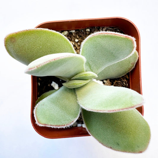 Dubia Crassula (Crassula cotyledonis dubia) live succulent plant