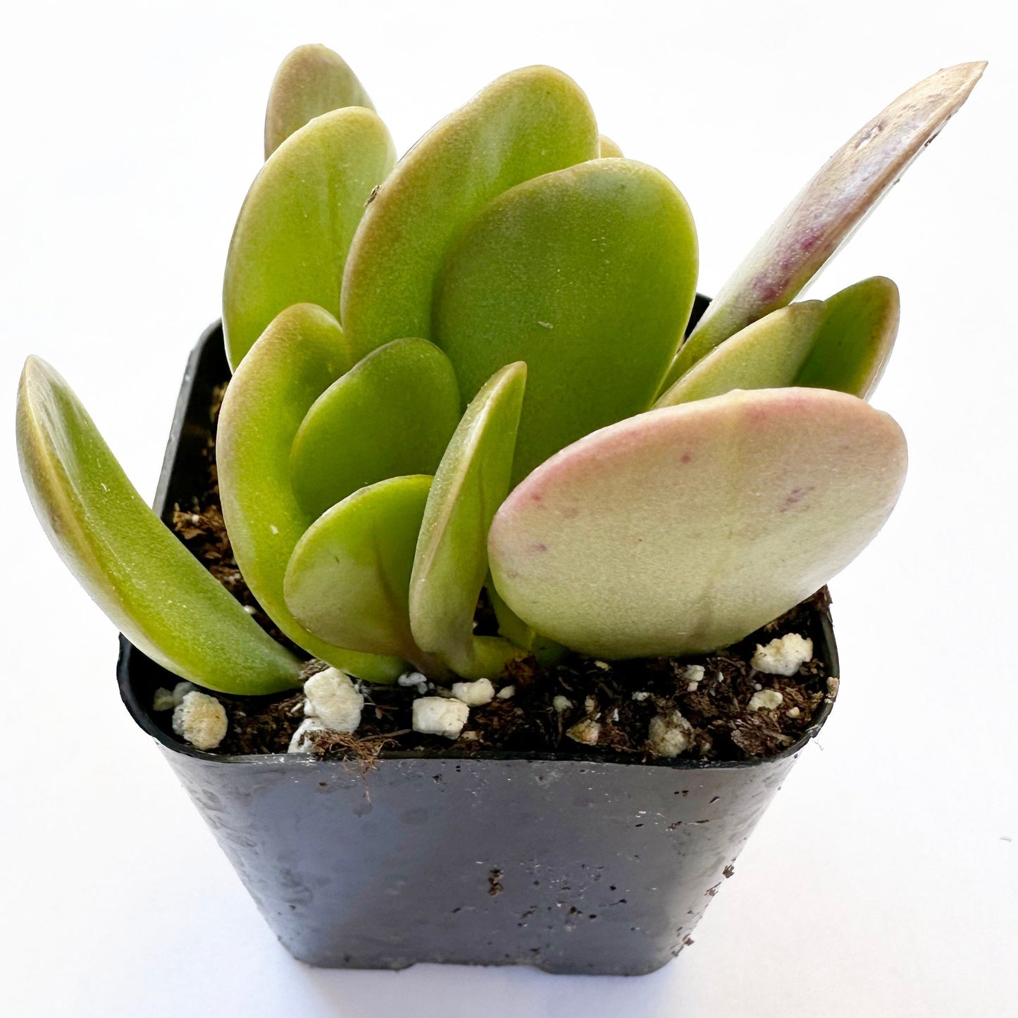 Senecio jacobsenii - Trailing Jade-SEAH